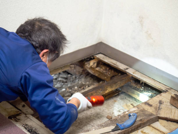 Best Mold Damage Repair  in Drum Point, MD