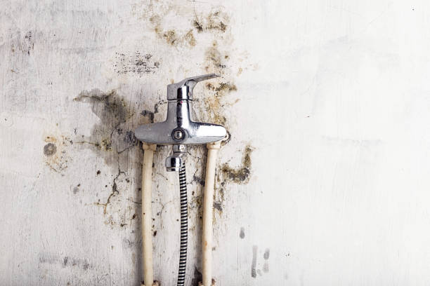 Best Same-Day Mold Removal  in Drum Point, MD
