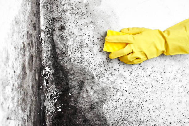 Best Home Mold Removal  in Drum Point, MD