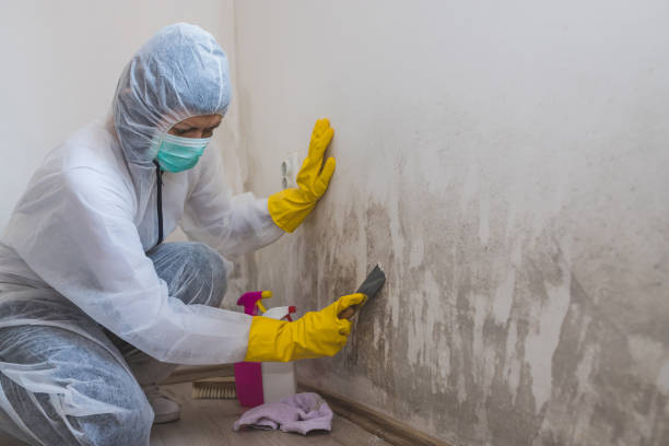 Best Mold Remediation  in Drum Point, MD