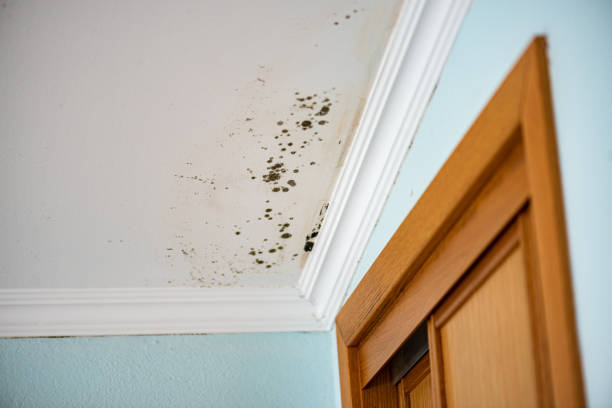 Best Local Mold Removal Service  in Drum Point, MD