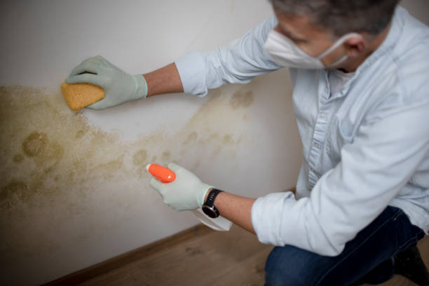 Best Certified Mold Removal  in Drum Point, MD