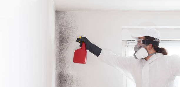 Office Mold Removal Services in Drum Point, MD