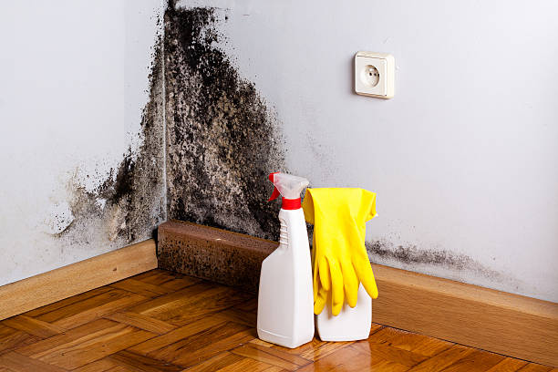 Best Commercial Mold Removal  in Drum Point, MD