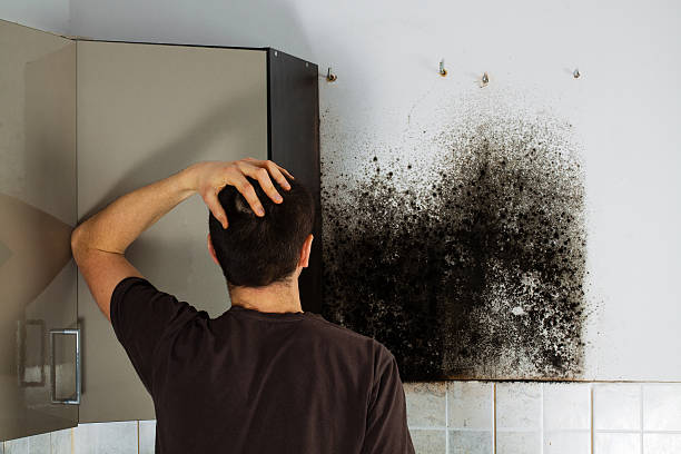 Best Toxic Mold Removal  in Drum Point, MD