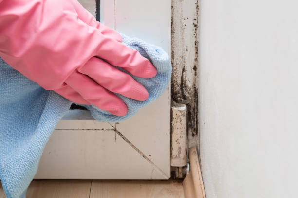 Best Residential Mold Removal  in Drum Point, MD