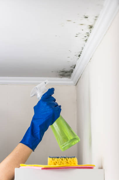 Best Mold Testing and Removal  in Drum Point, MD